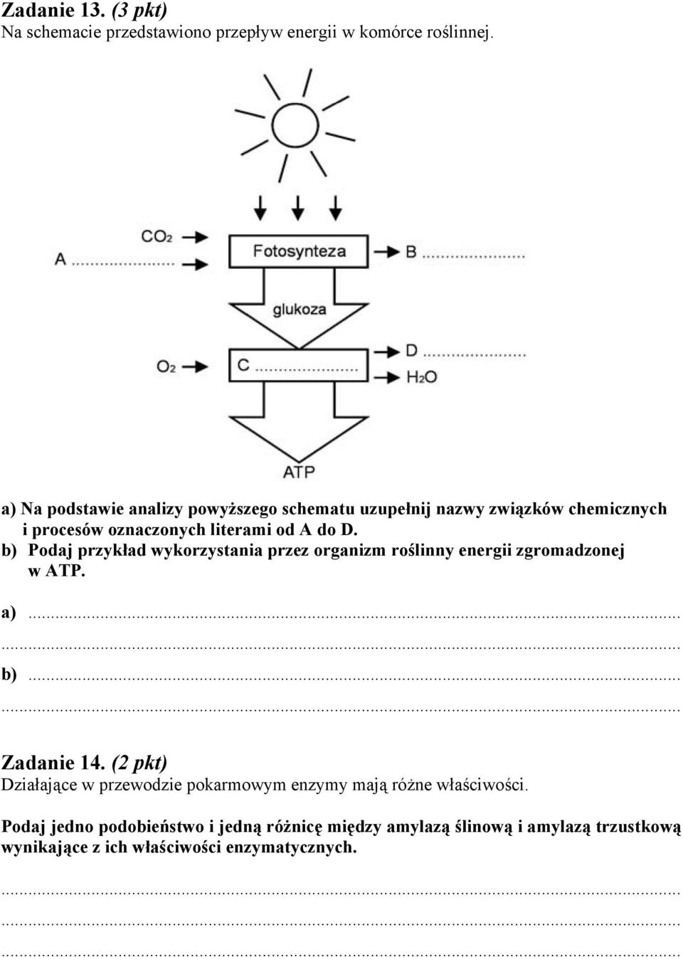 b) Podaj przykład wykorzystania przez organizm roślinny energii zgromadzonej w ATP. a)... b)... Zadanie 14.