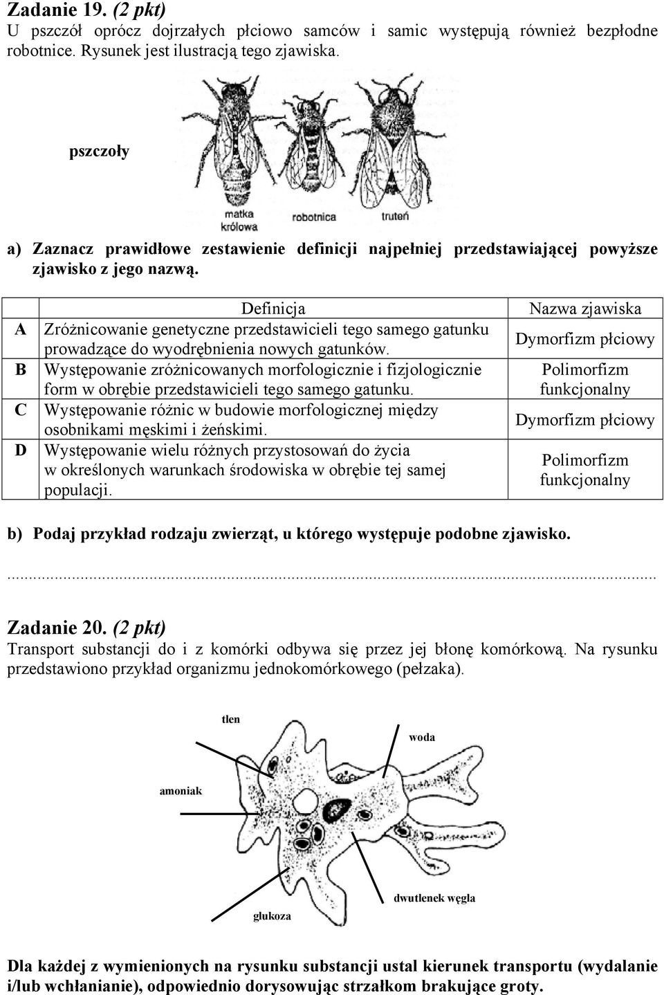 A B C D Definicja Zróżnicowanie genetyczne przedstawicieli tego samego gatunku prowadzące do wyodrębnienia nowych gatunków.