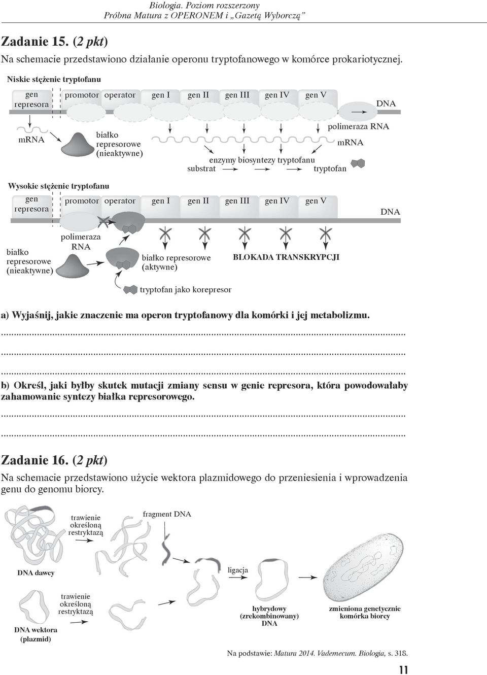 tryptofan Wysokie stężenie tryptofanu gen promotor operator gen I gen II gen III gen IV gen V represora DNA białko represorowe (nieaktywne) polimeraza RNA białko represorowe (aktywne) BLKADA