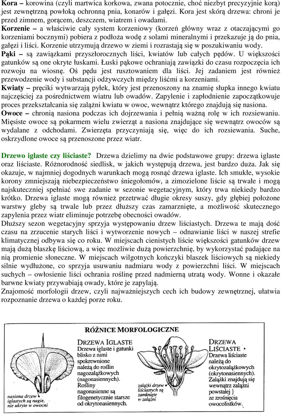 Korzenie a właściwie cały system korzeniowy (korzeń główny wraz z otaczającymi go korzeniami bocznymi) pobiera z podłoża wodę z solami mineralnymi i przekazuje ją do pnia, gałęzi i liści.