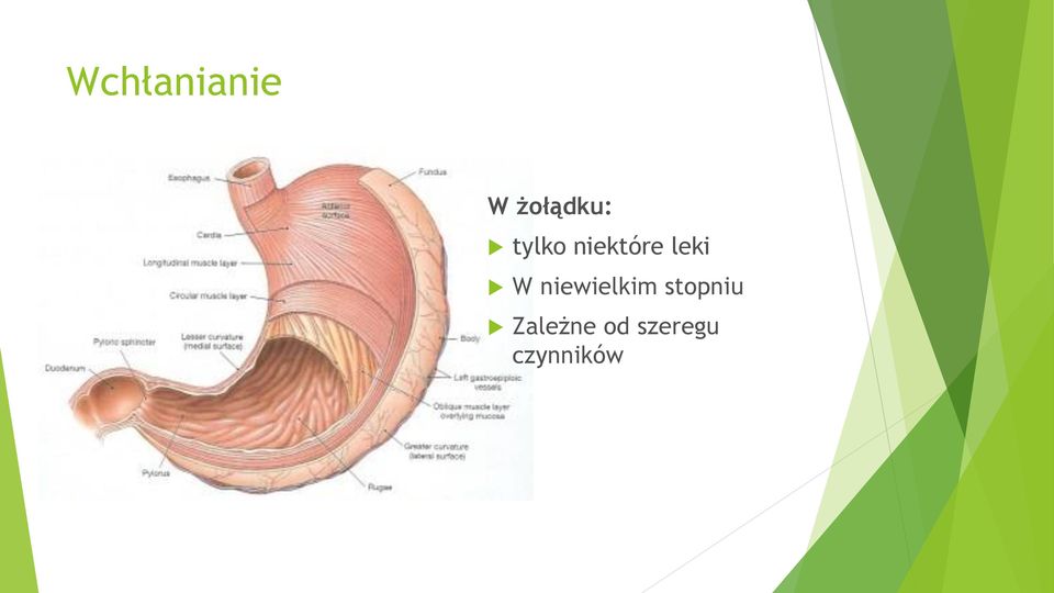 niewielkim stopniu