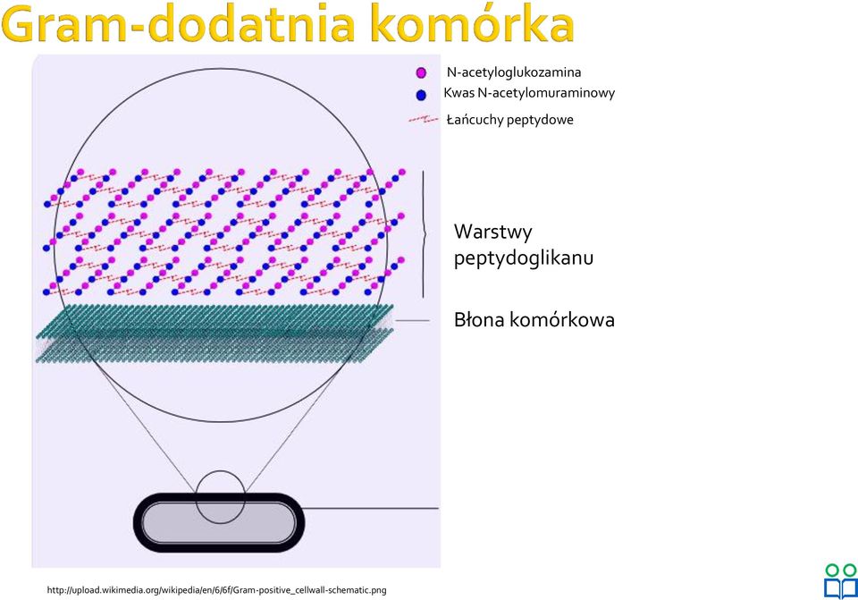 Błona komórkowa http://upload.wikimedia.