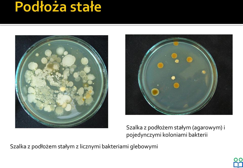 Szalka z podłożem stałym