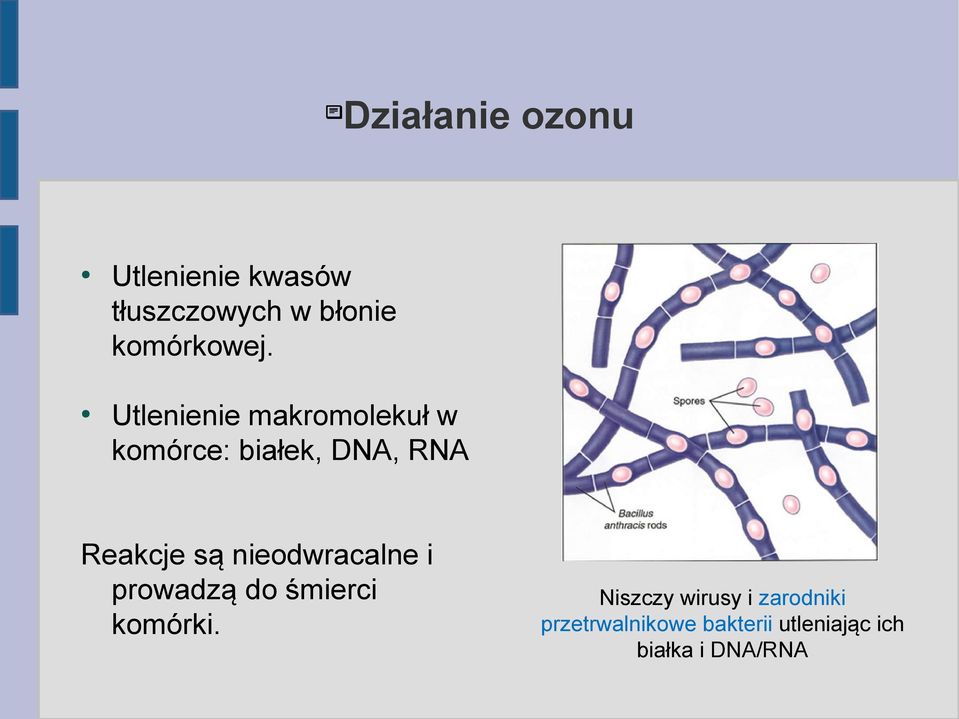 Utlenienie makromolekuł w komórce: białek, DNA, RNA Reakcje są