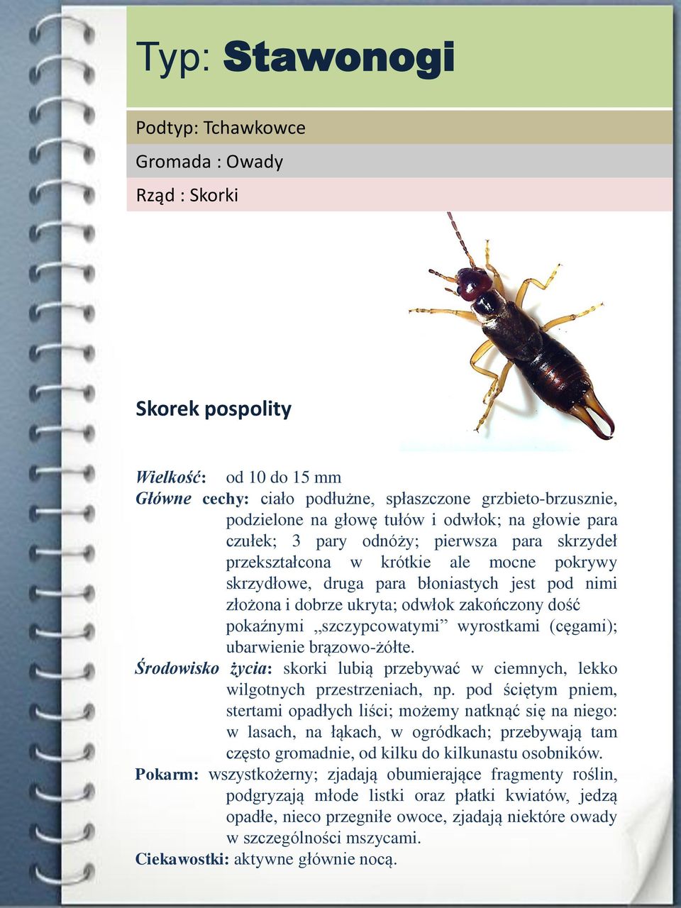 zakończony dość pokaźnymi szczypcowatymi wyrostkami (cęgami); ubarwienie brązowo-żółte. Środowisko życia: skorki lubią przebywać w ciemnych, lekko wilgotnych przestrzeniach, np.