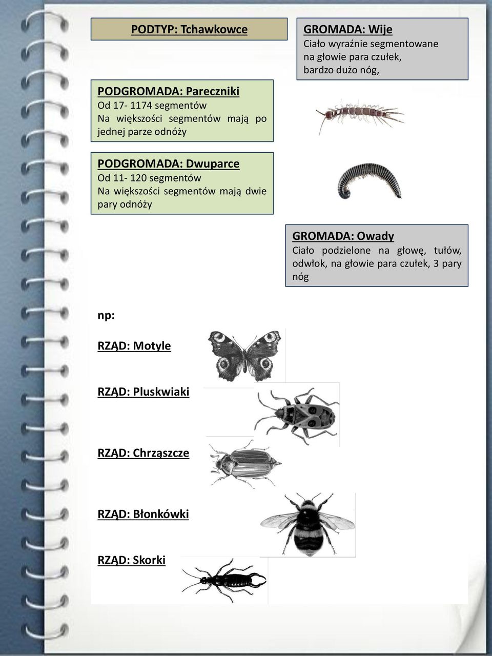 11-120 segmentów Na większości segmentów mają dwie pary odnóży GROMADA: Owady Ciało podzielone na głowę, tułów,