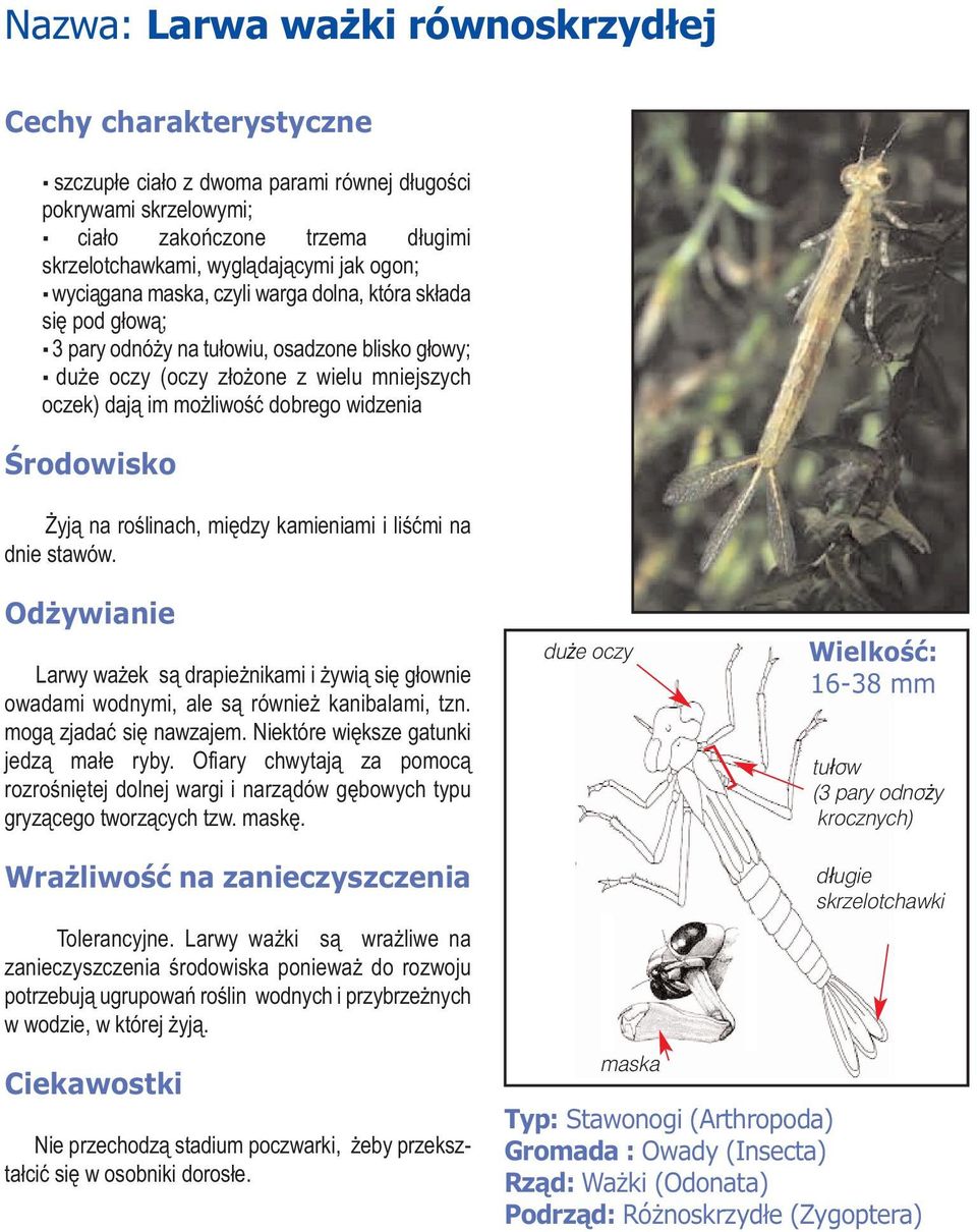 między kamieniami i liśćmi na dnie stawów. Larwy ważek są drapieżnikami i żywią się głownie owadami wodnymi, ale są również kanibalami, tzn. mogą zjadać się nawzajem.