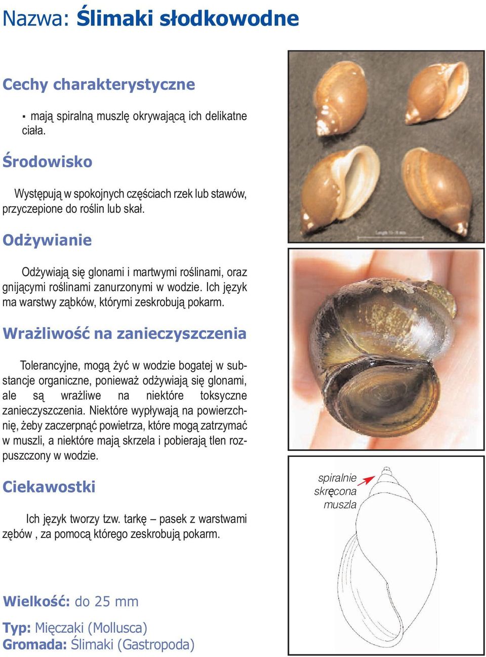 Tolerancyjne, mogą żyć w wodzie bogatej w substancje organiczne, ponieważ odżywiają się glonami, ale są wrażliwe na niektóre toksyczne zanieczyszczenia.