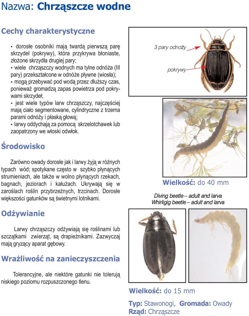 segmentowane, cylindryczne z trzema parami odnóży i płaską głową; larwy oddychają za pomocą skrzelotchawek lub zaopatrzony we włoski odwłok.