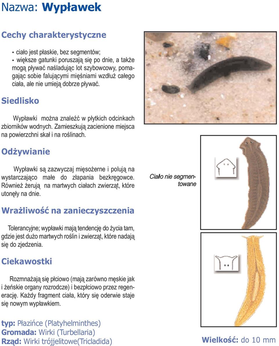 Wypławki są zazwyczaj mięsożerne i polują na wystarczająco małe do złapania bezkręgowce. Również żerują na martwych ciałach zwierząt, które utonęły na dnie.