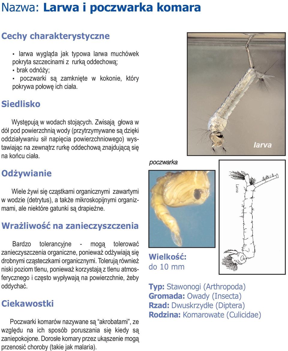 Zwisają głowa w dół pod powierzchnią wody (przytrzymywane są dzięki oddziaływaniu sił napięcia powierzchniowego) wystawiając na zewnątrz rurkę oddechową znajdującą się na końcu ciała.