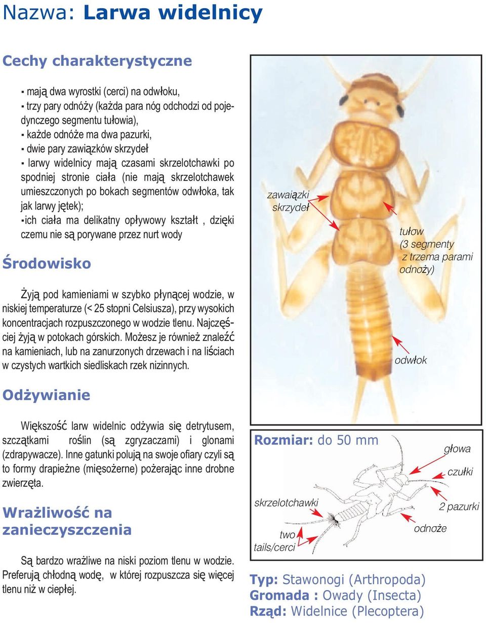 kształt, dzięki czemu nie są porywane przez nurt wody Żyją pod kamieniami w szybko płynącej wodzie, w niskiej temperaturze (< 25 stopni Celsiusza), przy wysokich koncentracjach rozpuszczonego w