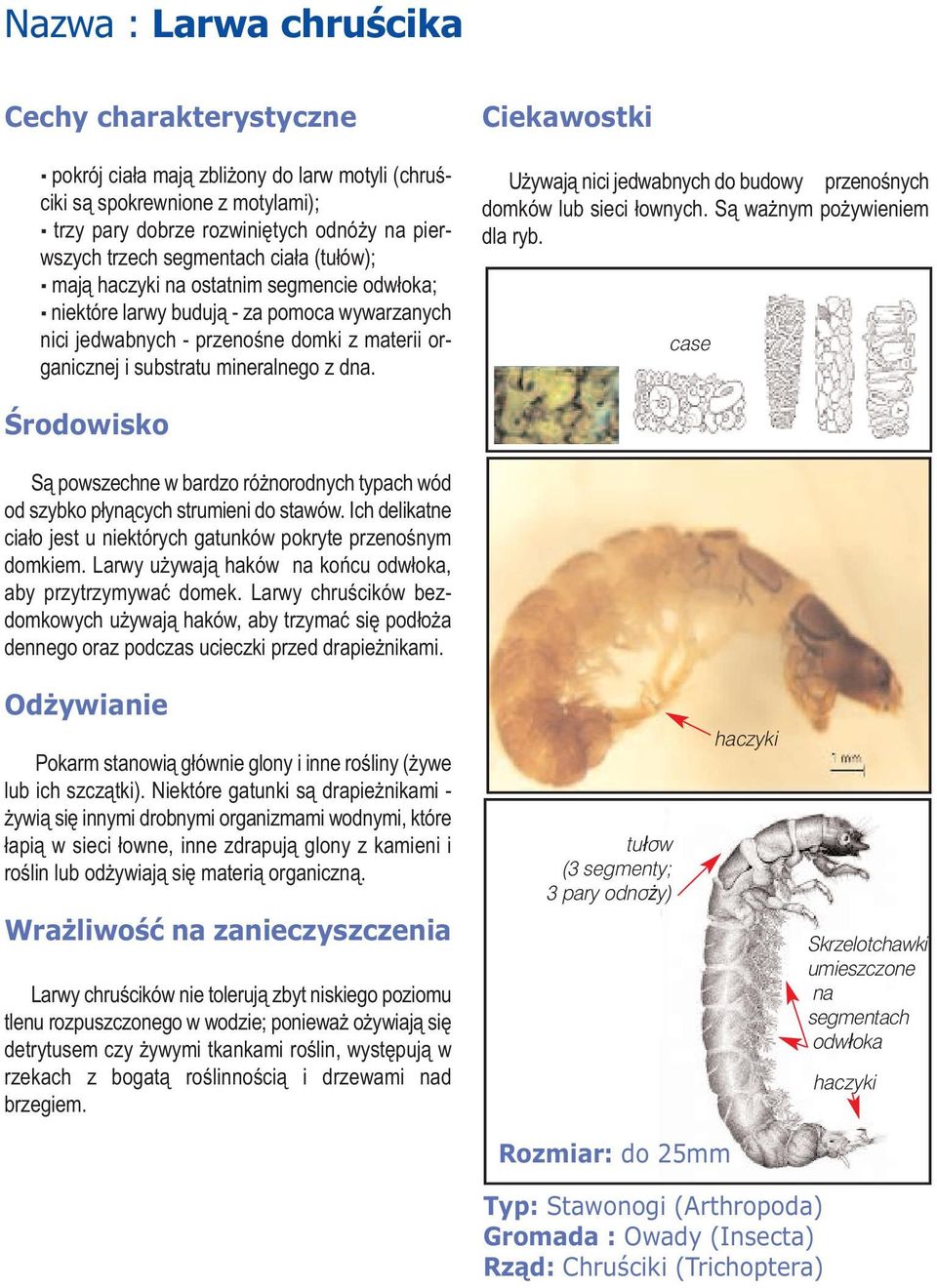 Używają nici jedwabnych do budowy przenośnych domków lub sieci łownych. Są ważnym pożywieniem dla ryb. case Są powszechne w bardzo różnorodnych typach wód od szybko płynących strumieni do stawów.