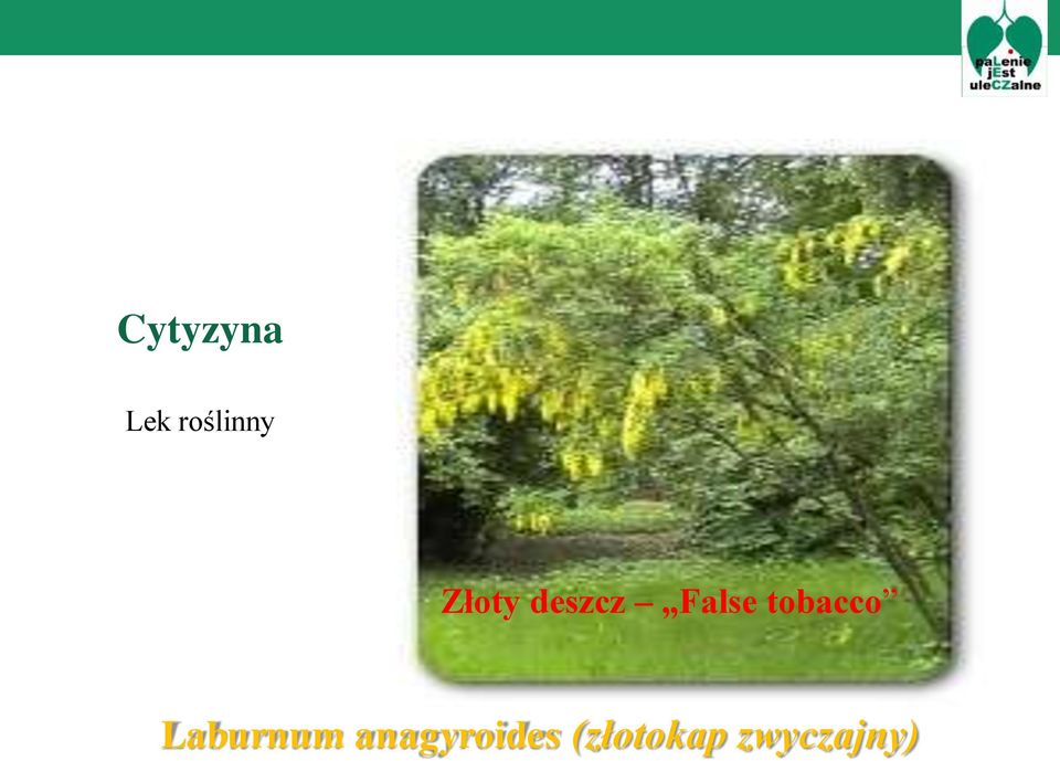 tobacco Laburnum