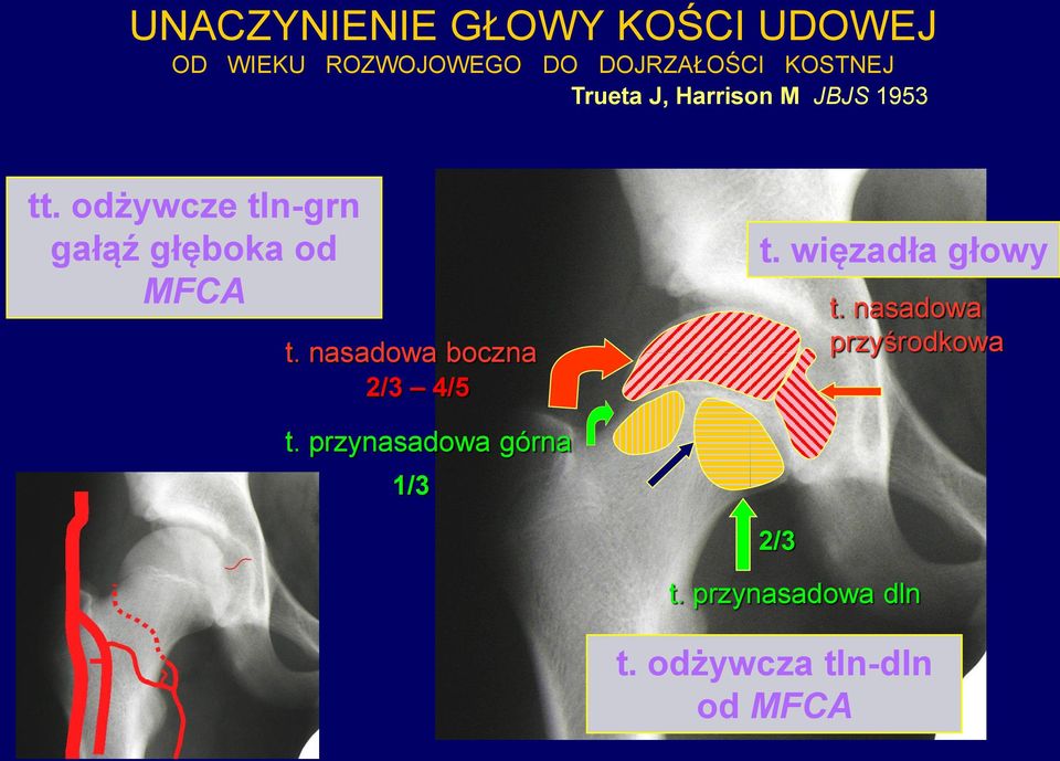 odżywcze tln-grn gałąź głęboka od MFCA t. nasadowa boczna 2/3 4/5 t.