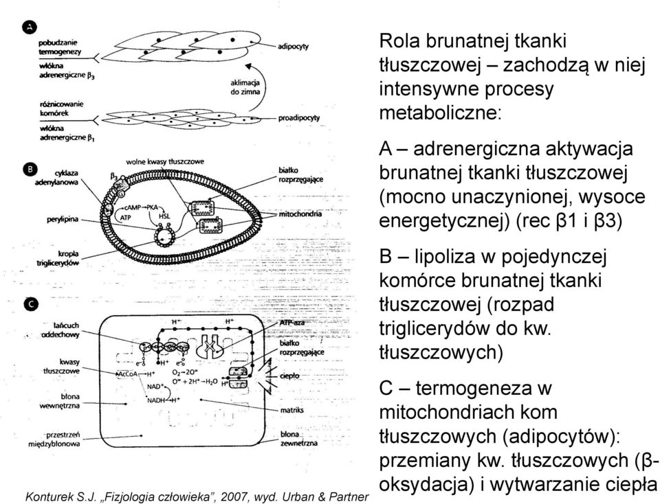 tkanki tłuszczowej (rozpad triglicerydów do kw. tłuszczowych) Konturek S.J. Fizjologia człowieka, 2007, wyd.