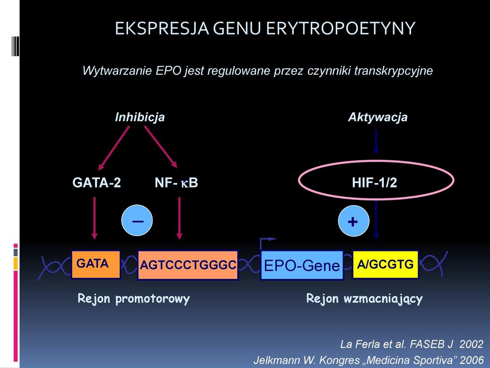 GATA AGTCCCTGGGC EPO-Gene A/GCGTG Rejon promotorowy Rejon