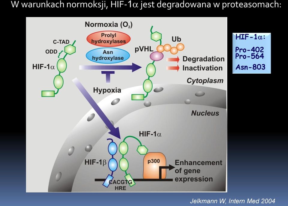 proteasomach: HIF-1 : Pro-402