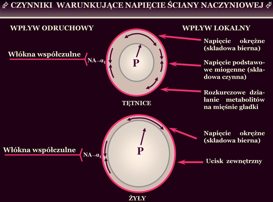 miogenne (składowa czynna) TĘTNICE Rozkurczowe działanie metabolitów na mięśnie