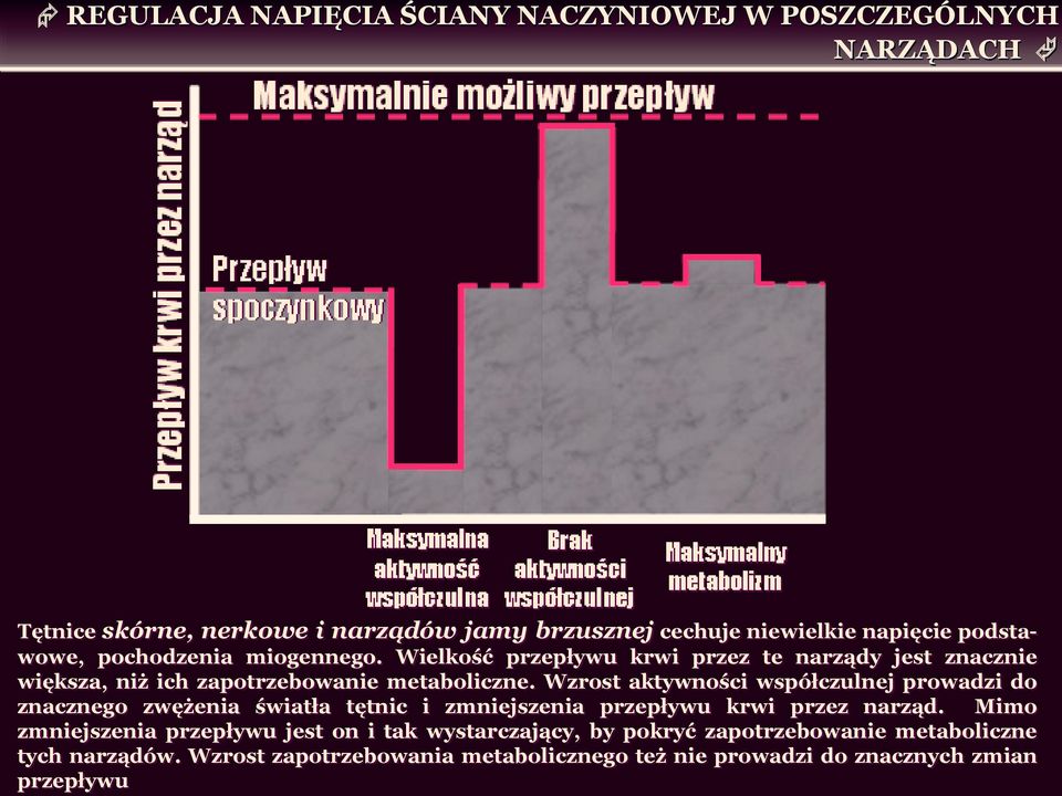 Wzrost aktywności współczulnej prowadzi do znacznego zwężenia światła tętnic i zmniejszenia przepływu krwi przez narząd.