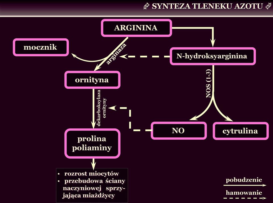poliaminy NO cytrulina rozrost miocytów przebudowa