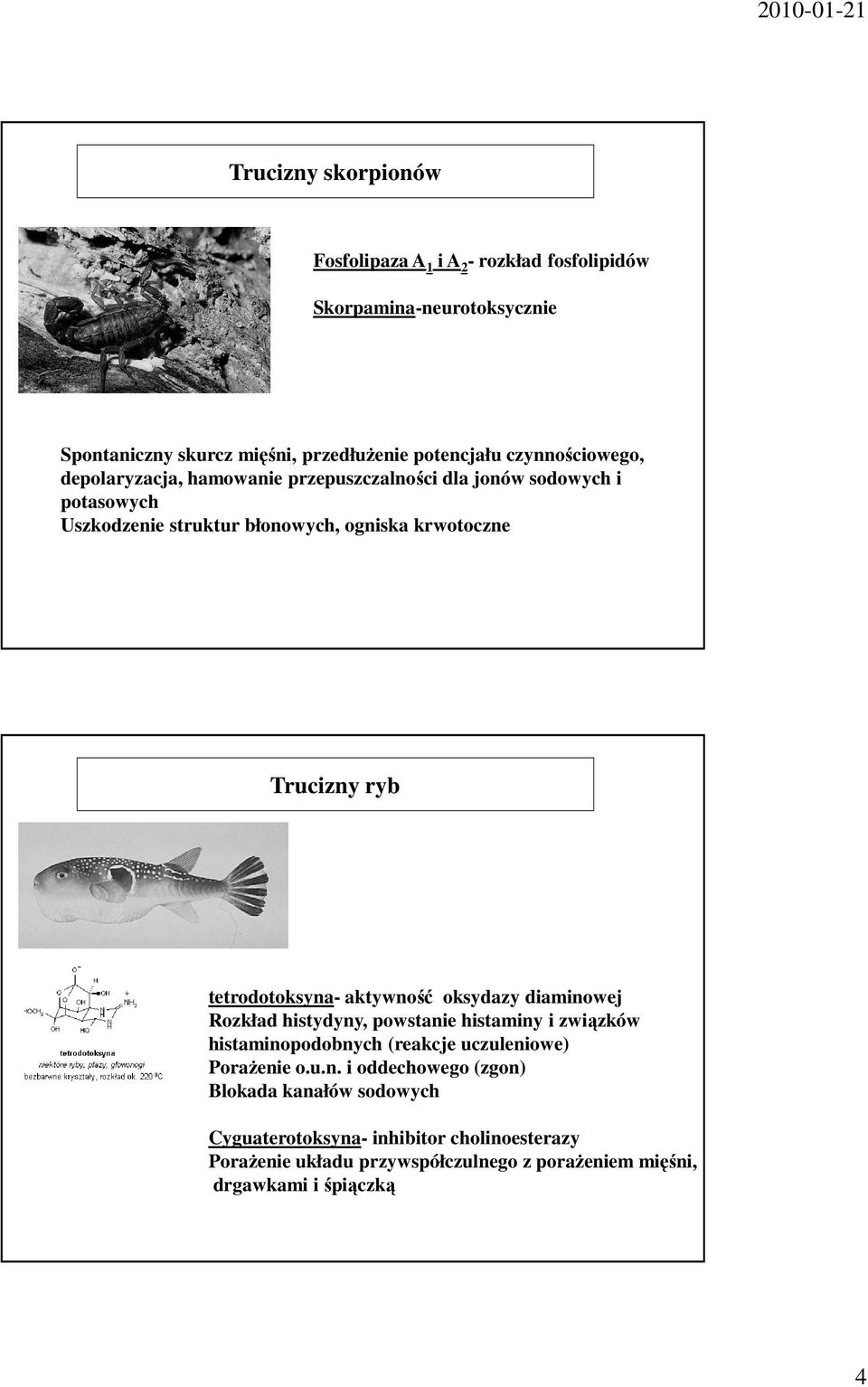 tetrodotoksyna