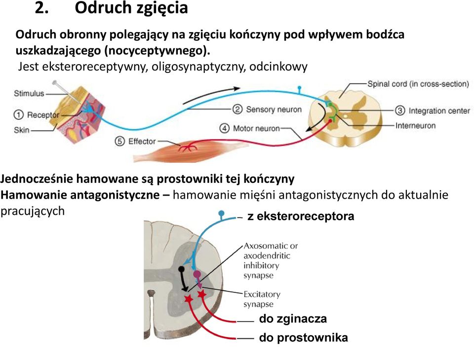 Jest eksteroreceptywny, oligosynaptyczny, odcinkowy Jednocześnie hamowane są