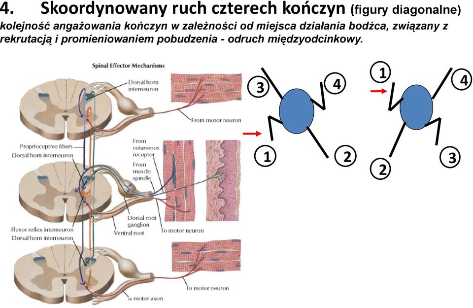 od miejsca działania bodźca, związany z rekrutacją i