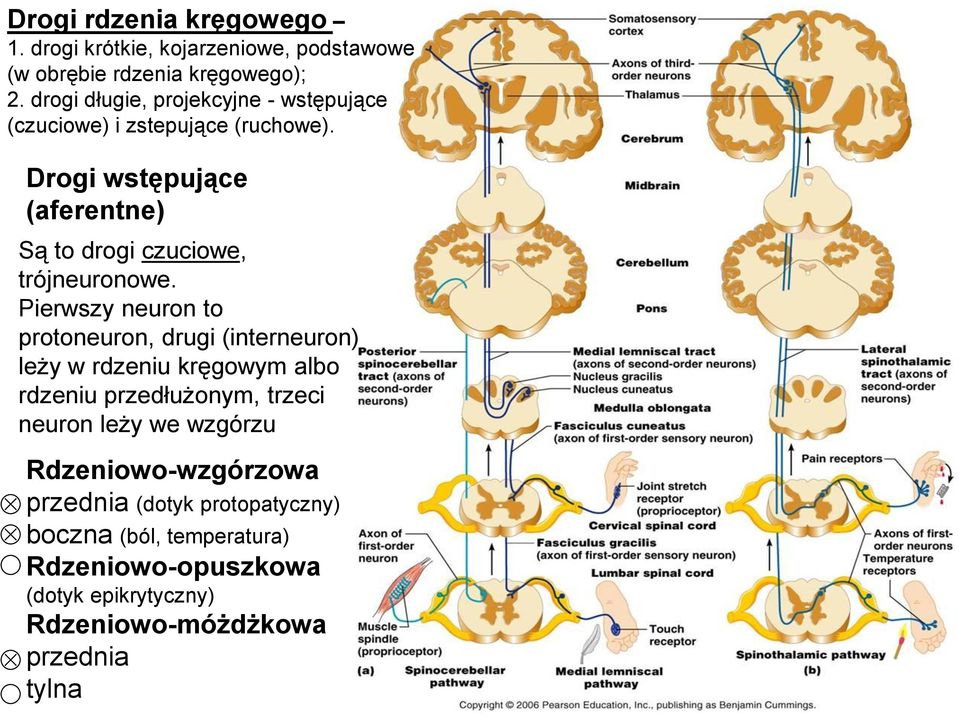 Drogi wstępujące (aferentne) Są to drogi czuciowe, trójneuronowe.