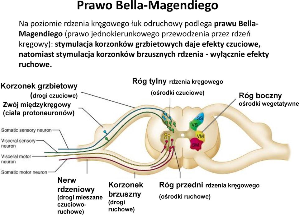 ruchowe.