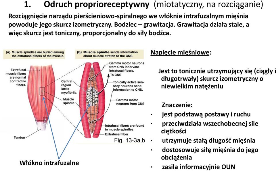 Napięcie mięśniowe: Jest to tonicznie utrzymujący się (ciągły i długotrwały) skurcz izometryczny o niewielkim natężeniu Włókno intrafuzalne Znaczenie: