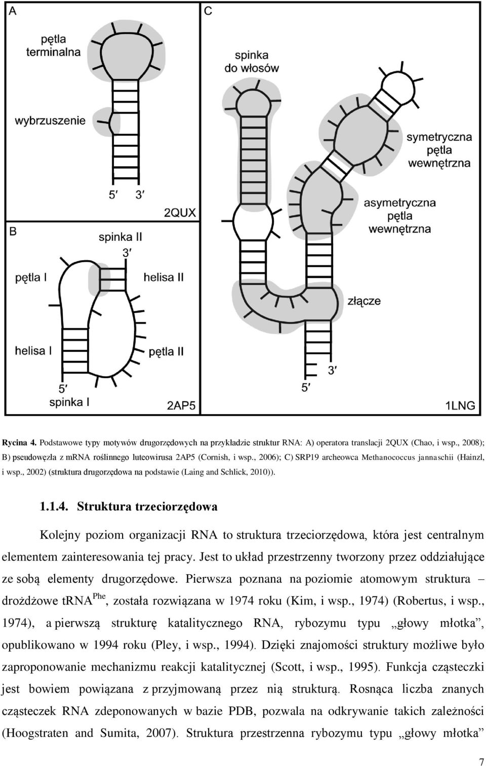 Struktura trzeciorzędowa Kolejny poziom organizacji RNA to struktura trzeciorzędowa, która jest centralnym elementem zainteresowania tej pracy.