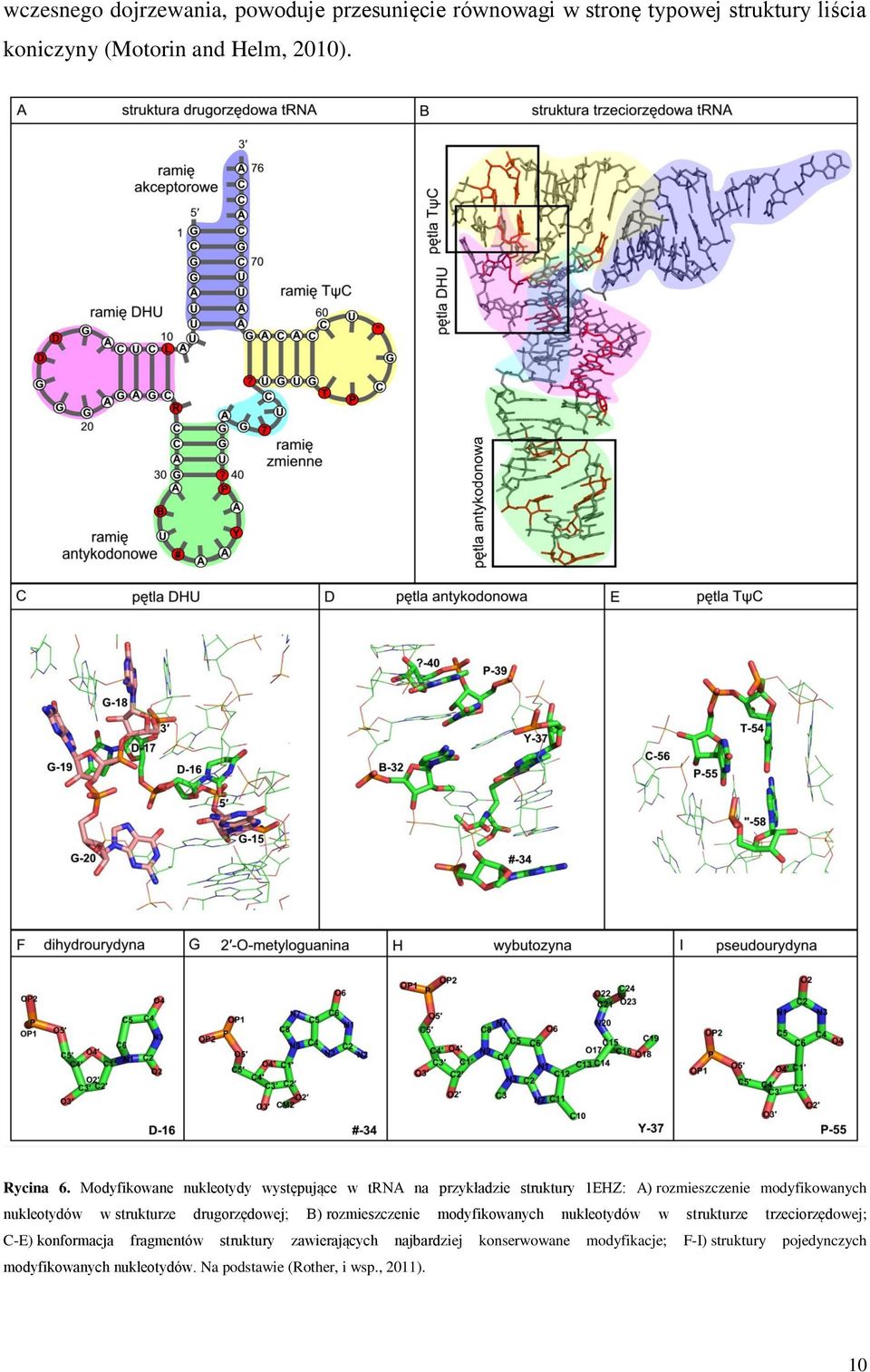 drugorzędowej; B) rozmieszczenie modyfikowanych nukleotydów w strukturze trzeciorzędowej; C-E) konformacja fragmentów struktury