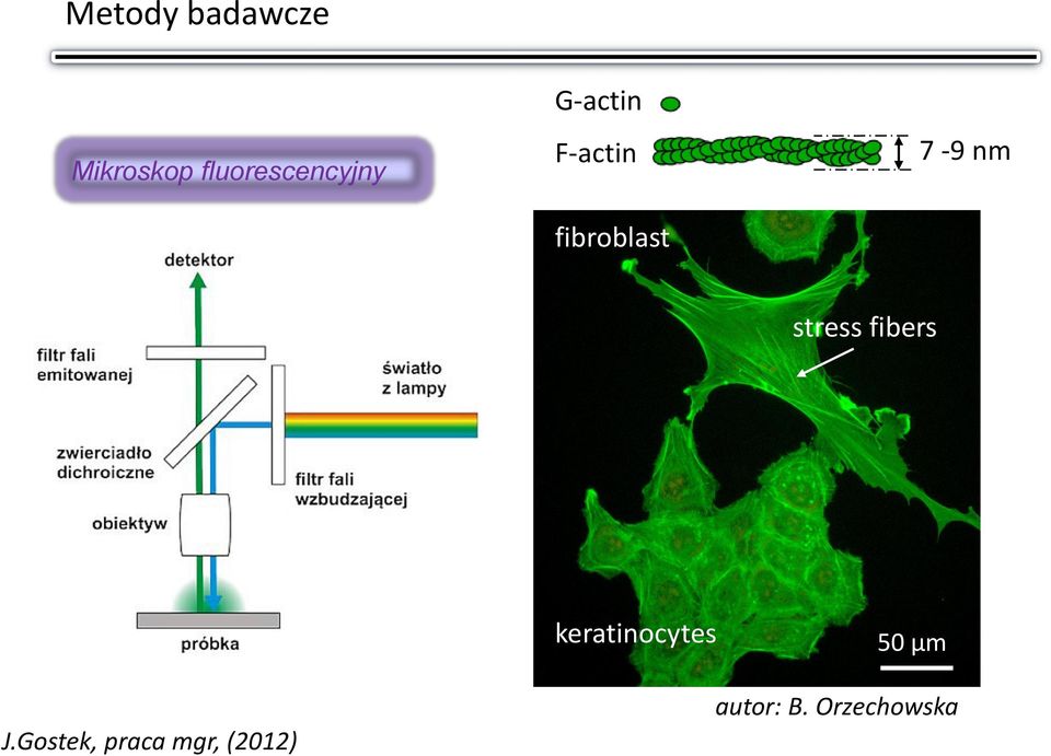 fibroblast 7-9 nm stress fibers