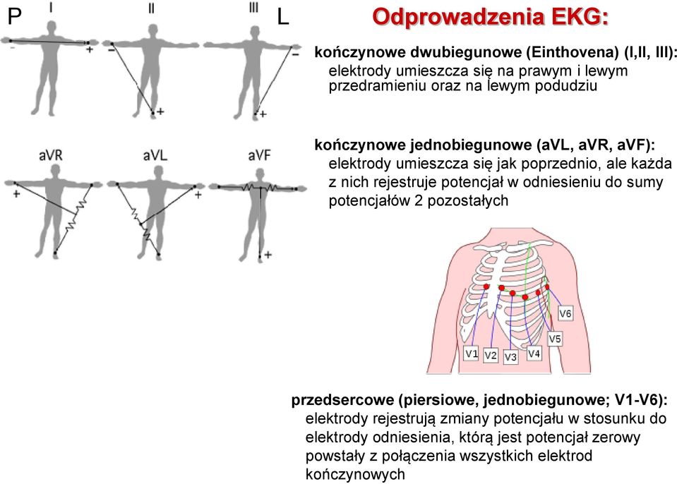 rejestruje potencjał w odniesieniu do sumy potencjałów 2 pozostałych przedsercowe (piersiowe, jednobiegunowe; V1-V6): elektrody