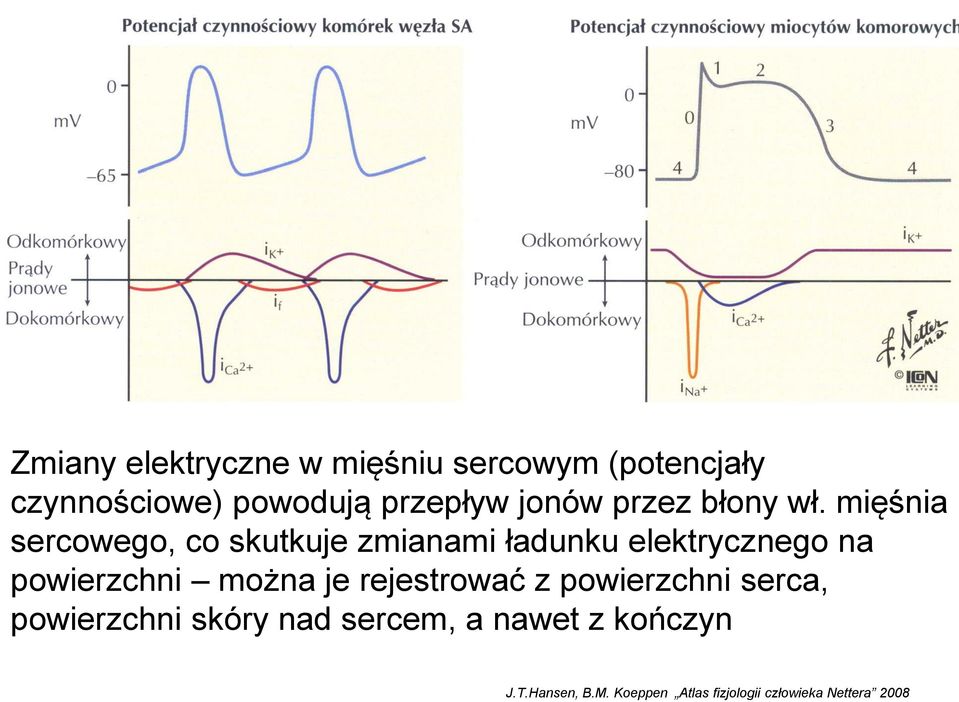 mięśnia sercowego, co skutkuje zmianami ładunku elektrycznego na powierzchni można