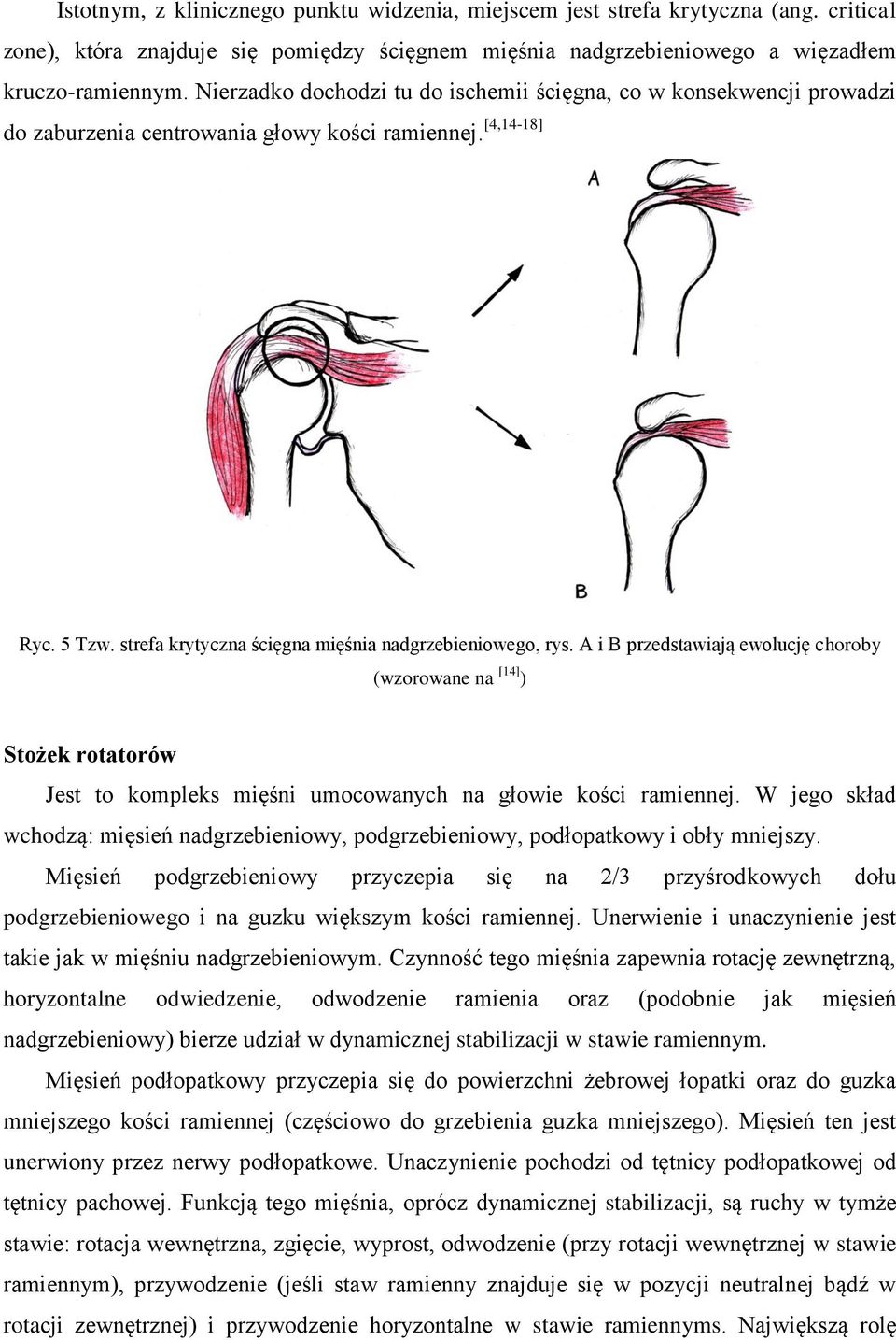 A i B przedstawiają ewolucję choroby (wzorowane na [14] ) Stożek rotatorów Jest to kompleks mięśni umocowanych na głowie kości ramiennej.