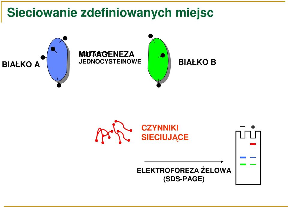 JEDNOCYSTEINOWE BIAŁKO B CZYNNIKI