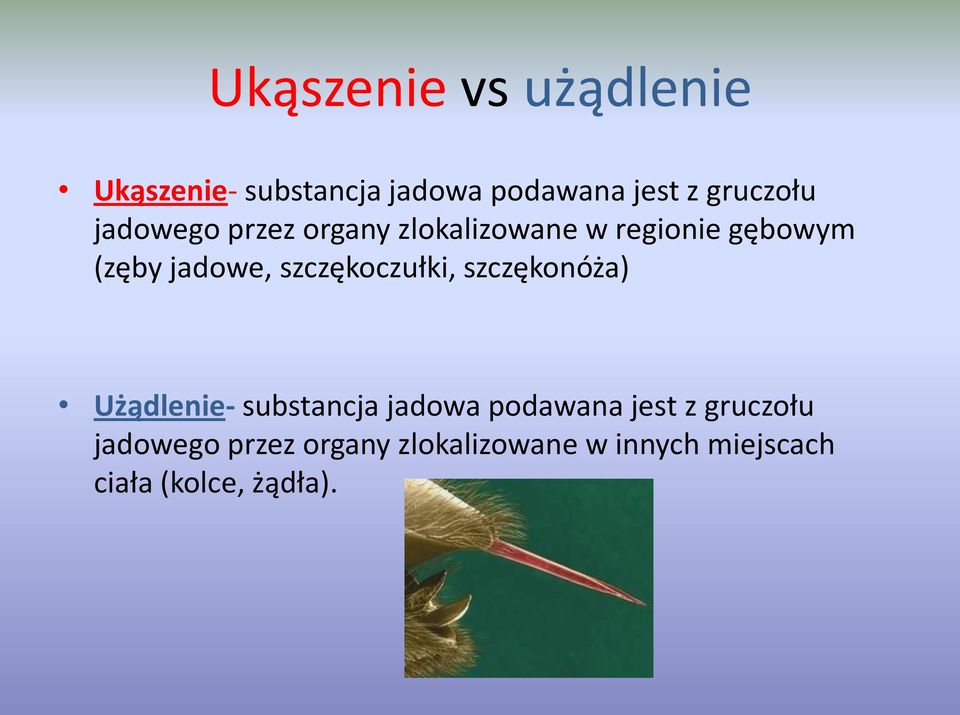 jadowe, szczękoczułki, szczękonóża) Użądlenie- substancja jadowa podawana