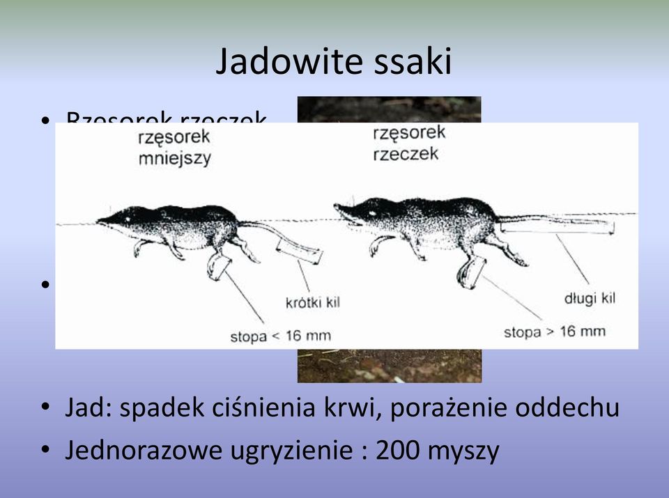 anomalus) Jad: spadek ciśnienia krwi,