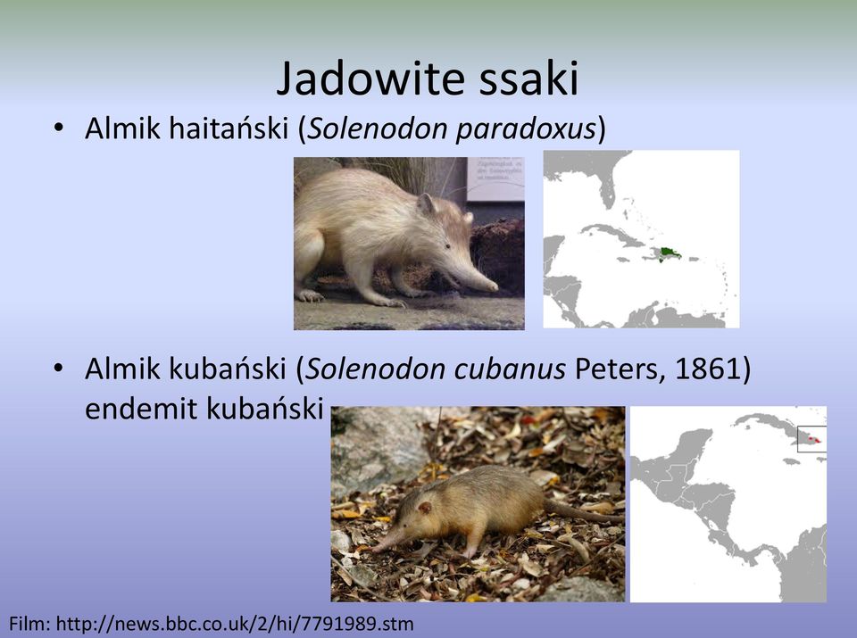 (Solenodon cubanus Peters, 1861) endemit