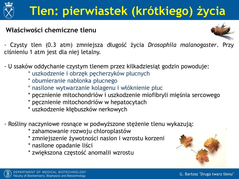 włóknienie płuc * pęcznienie mitochondriów i uszkodzenie miofibryli mięśnia sercowego * pęcznienie mitochondriów w hepatocytach * uszkodzenie kłębuszków nerkowych - Rośliny naczyniowe