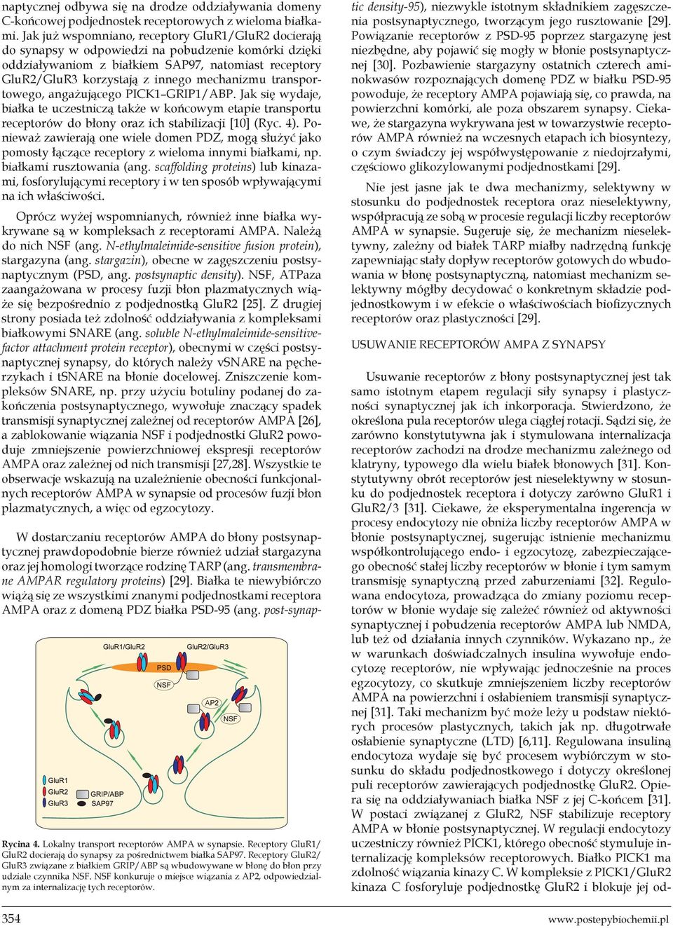 mechanizmu transportowego, angażującego PICK1 GRIP1/ABP. Jak się wydaje, białka te uczestniczą także w końcowym etapie transportu receptorów do błony oraz ich stabilizacji [10] (Ryc. 4).