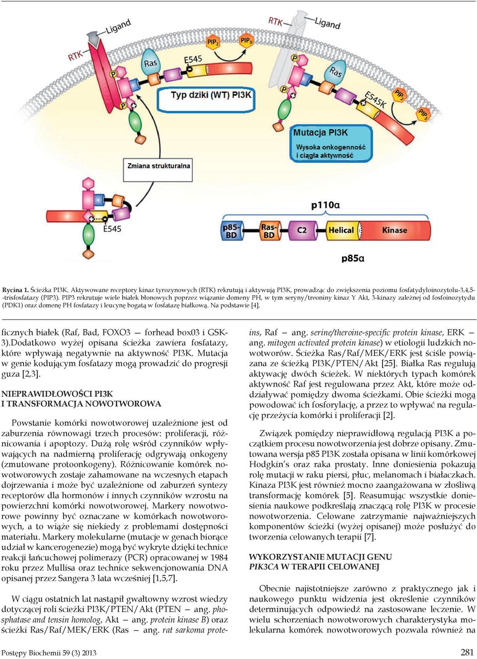 białkową. Na podstawie [4]. ficznych białek (Raf, Bad, FOXO3 forhead box03 i GSK- 3).Dodatkowo wyżej opisana ścieżka zawiera fosfatazy, które wpływają negatywnie na aktywność PI3K.