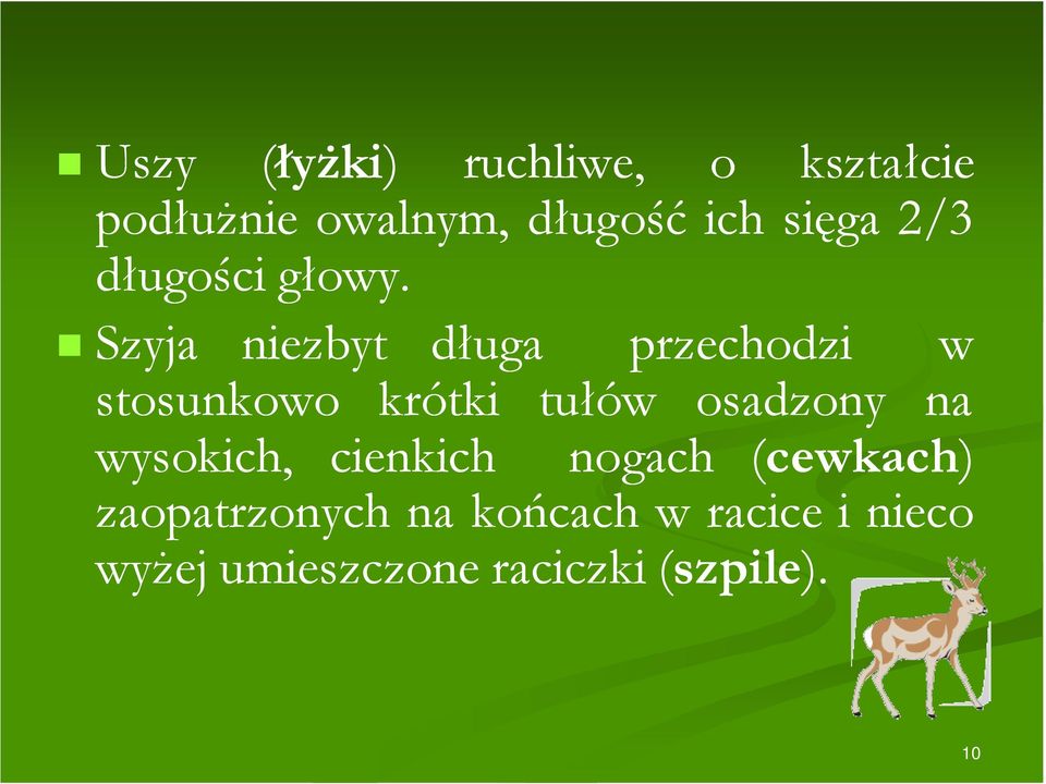 Szyja niezbyt długa przechodzi w stosunkowo krótki tułów osadzony na