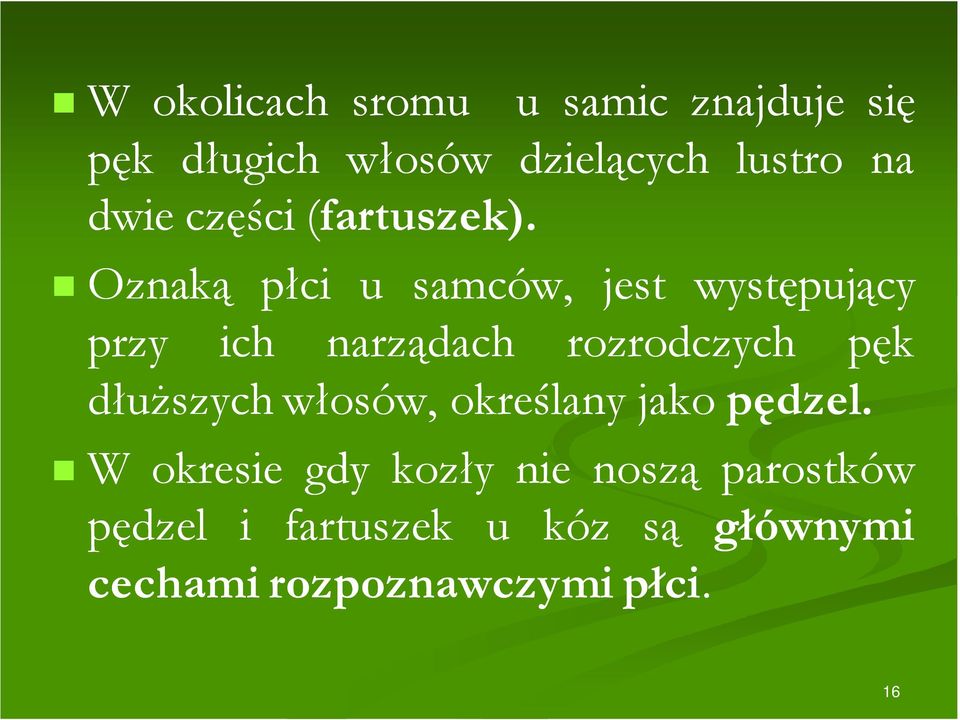 Oznaką płci u samców, jest występujący przy ich narządach rozrodczych pęk