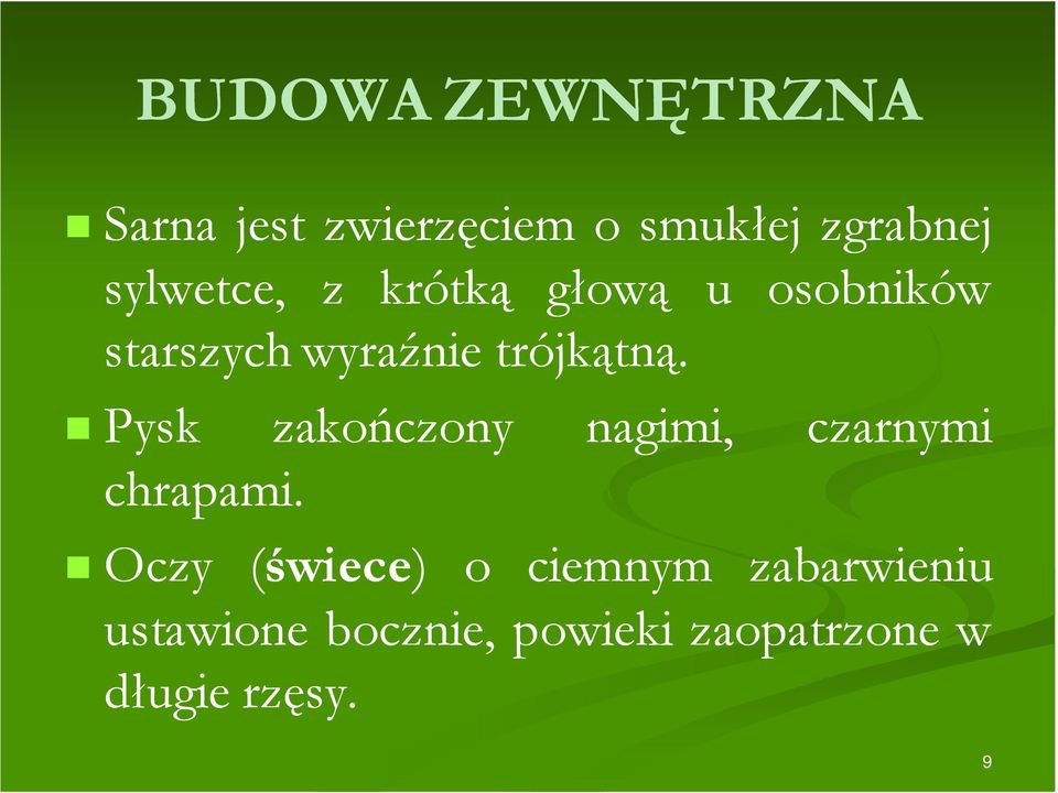 Pysk zakończony nagimi, czarnymi chrapami.