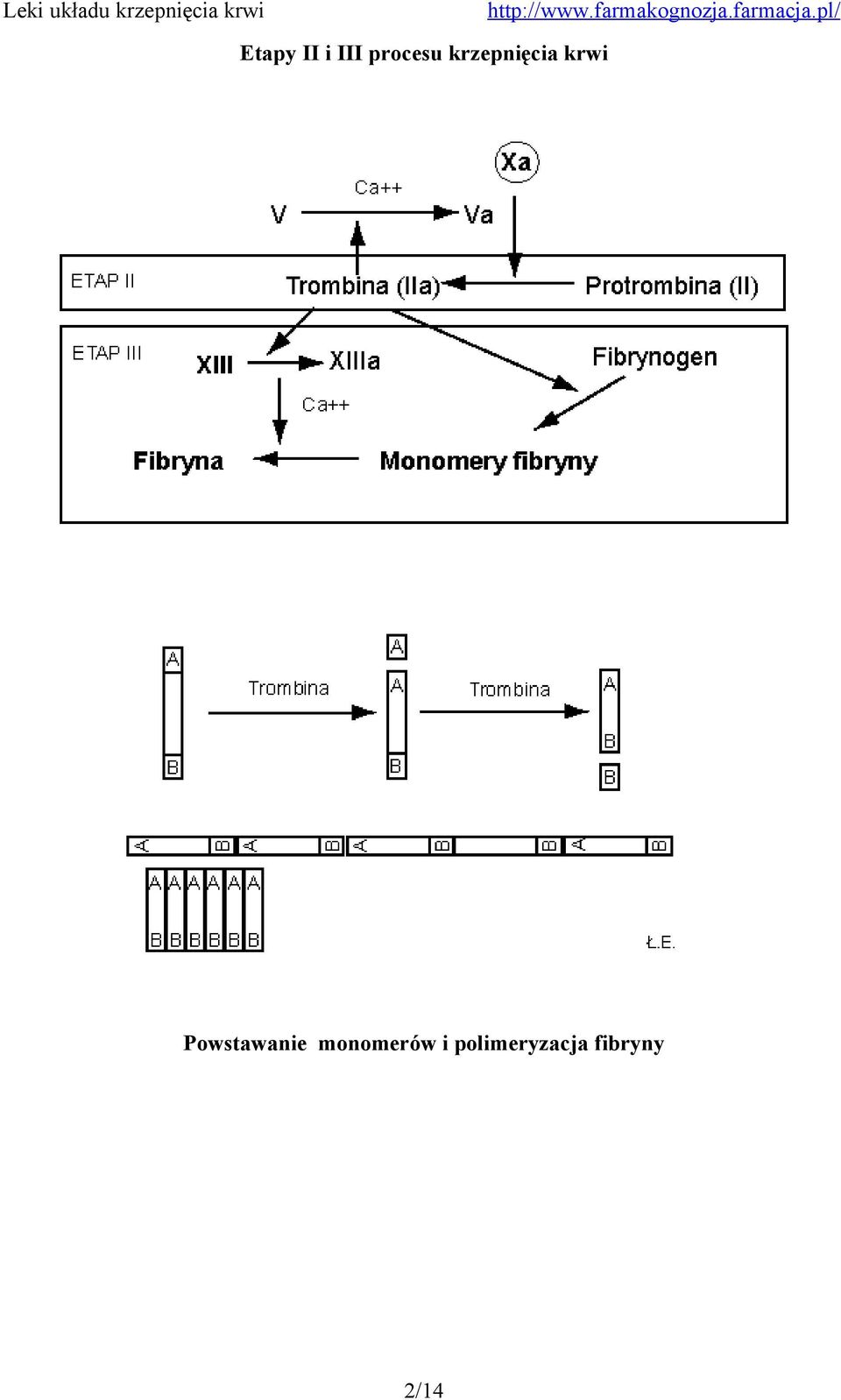 Powstawanie monomerów