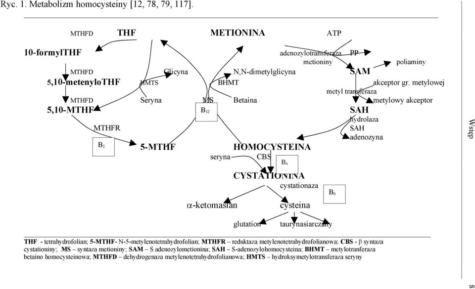 metylowej metyl transferaza MTHFD Seryna MS Betaina metylowy akceptor 5,10-MTHF B 12 SAH hydrolaza MTHFR SAH adenozyna B 2 5-MTHF HOMOCYSTEINA seryna CBS -ketomaślan CYSTATIONINA cystationaza