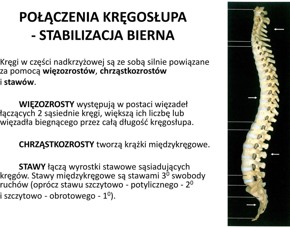 WIĘZOZROSTY występują w postaci więzadeł łączących 2 sąsiednie kręgi, większą ich liczbę lub więzadła biegnącego przez całą
